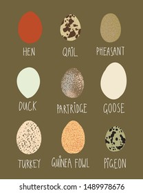 Vector illustration 9 eggs of different birds. Eggs of hen, qail, pheasant, duck, partridge, goose, turkey, pigeon, guinea fowl with signatures. On natural background.