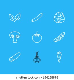 Vector Illustration Of 9 Vegetables Icons. Editable Pack Of Zucchini, Peppermint, Sativum And Other Elements.
