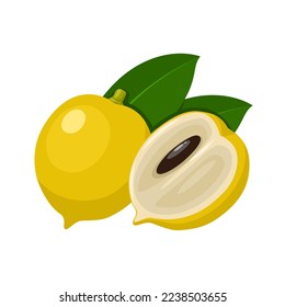 Ilustración vectorial, fruto abiu o caimito de Pouteria, aislado sobre fondo blanco.
