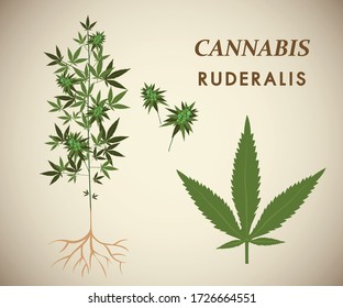 40,830 Cannabidiol Images, Stock Photos & Vectors | Shutterstock