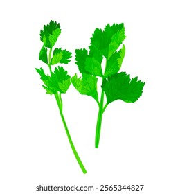 vector illustration about celery, as one of vegetable that is taken from plant leaf.
