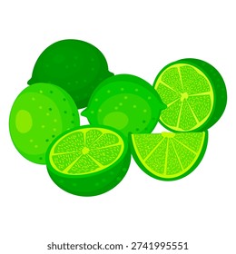 vector illustration about citrus as source of vitamin C