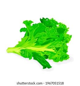 vector illustration about curly lettuce, as one of vegetable that is taken from plant leaf.