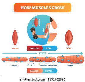 Vector illustration about how muscles grow. Medical and anatomical educational diagram with before exercise and after. Scheme with damage, satellite cell, fusion of cells and growth. Fitness basics.