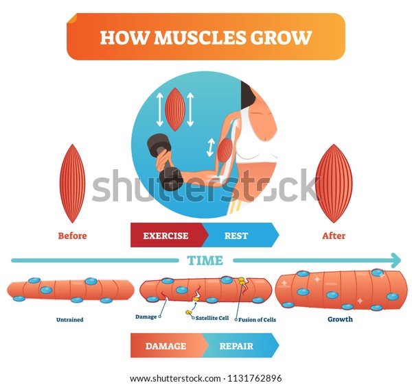 筋肉の成長に関するベクターイラスト 運動前と運動後の医療 解剖学教育図損傷 衛星細胞 細胞の融合 成長を伴う計画 フィットネスの基本 のベクター画像素材 ロイヤリティフリー