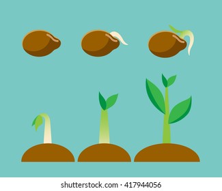 Vector illustration about seed, plant growing process.