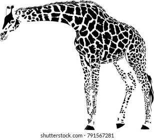 vector illustration of abstract black giraffe isolate on white background
