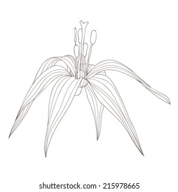 Vector illustration with abstract flower
