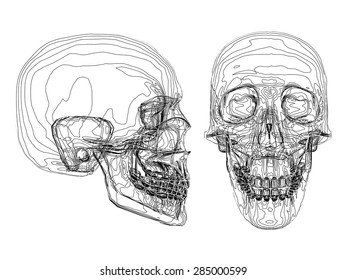 Vector illustration of abstract skull consisting of stripes.