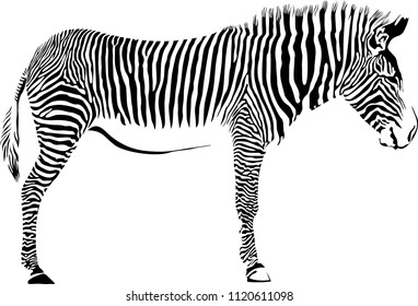vector illustration of abstract zebra on a white background