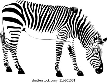 Vector illustration of abstract zebra on a white background