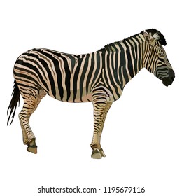 Vector illustration of abstract zebra on a white background. EPS 10