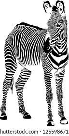 Vector illustration of abstract zebra on a white background