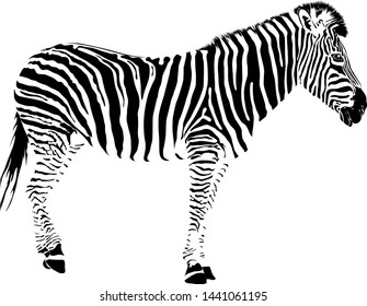 Vector illustration of abstract zebra on a white background. EPS 10