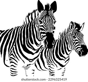 Vector illustration of abstract zebra on a white background