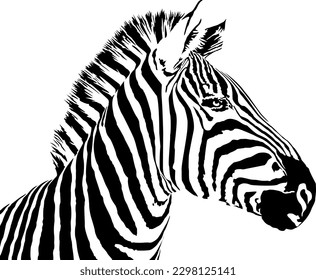 Vector illustration of abstract zebra on a white background