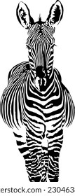 Vektorgrafik von abstraktem Zebra auf weißem Hintergrund