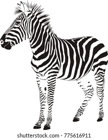 Vector illustration of abstract  zebra on a white background