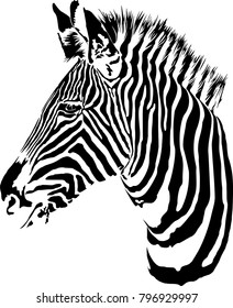 Vector illustration of abstract zebra on a white background