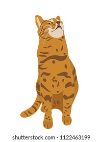 Vector illustration of Abyssinian Breeded cat with head up and Red Short Hair Sitting on White Background