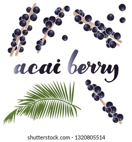 vector illustration of acai berry and leaf design with lettering acai berry background white EPS10
