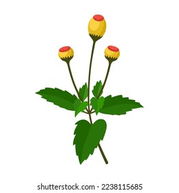 Vector illustration of Acmella Oleracea, also called toothache plant, Szechuan button, paracress, buzz button, tingflowers and electric daisy, isolated on white background.