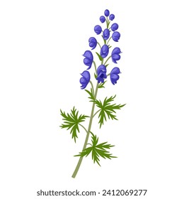 Vector illustration, Aconitum also known as aconite, monkshood, wolfsbane, leopard's bane, or blue rocket, isolated on white background.