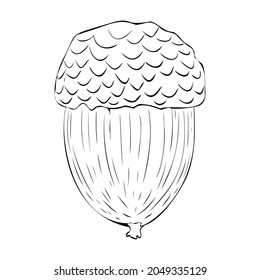 Vector illustration of an acorn. Oak fruit. Autumn element for composition. Linear acorn.