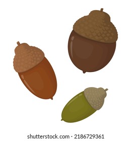 Vector illustration of acorns isolated on background.