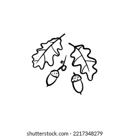 Vector illustration. Acorns isolated on white background.