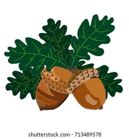 Vector illustration of acorns and oak leaves on the white background