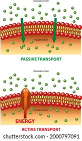 Vector Illustration Of Active And Passive Transport In The Organism Cell