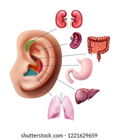 Vector illustration of acupuncture points on realistic ear, reflex zones with internal human organs isolated on white background