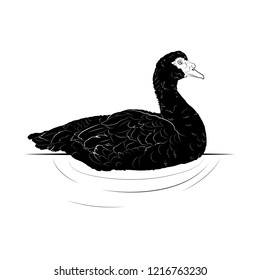 Vector illustration. Ad space. Black silhouette of a musky duck.EPS 8