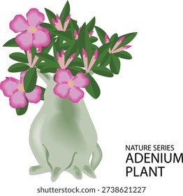 vector illustration of adenium flowers