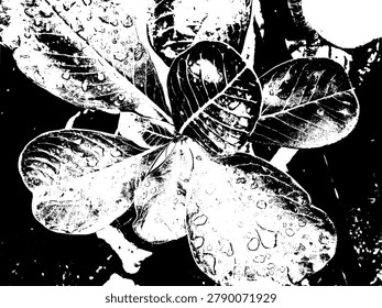 Vector illustration of Adenium obesum leaf surface with fresh water droplets. High contrast black and white botanical silhouette graphic design for desert rose plant branding.