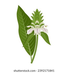 Vector illustration, Adhatoda vasica, known as Malabar nut, adulsa, adhatoda, vasa, and vasaka, isolated on white background.