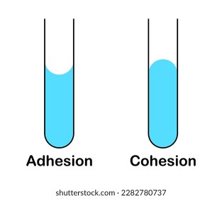 vector illustration of adhesion and cohesion of water on white background