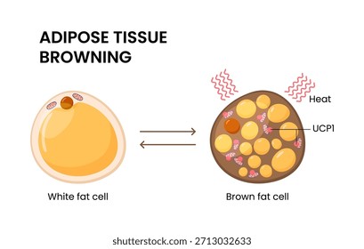 Vector illustration of adipose tissue browning and metabolic health	
