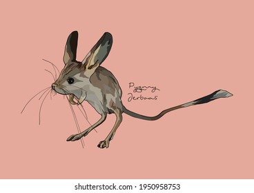 Vector Illustration of adorable Pygmy Jerboas