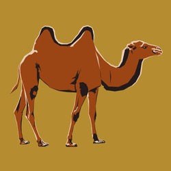 Vector illustration of adult camel. A camel stands on four legs. Side view.