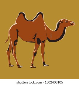 Vector illustration of adult camel. A camel stands on four legs. Side view.