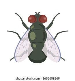 vector illustration of adult dung flies on a white background