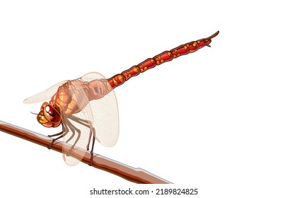 Ilustración vectorial de una hembra adulta que descansa sobre una libélula roja, encaramada sobre una rama, un insecto natural tropical, un hermoso patrón, unas claras alas delgadas, sobre el blanco.Infecciones predatorias,Un par de ojos multifacéticos.