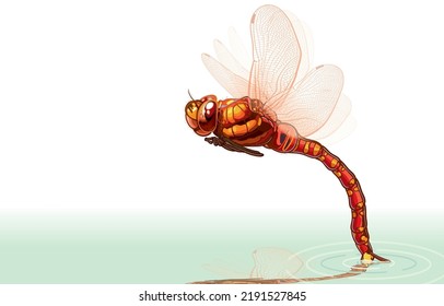 Vector illustration of adult female red dragonflies hovering over pond,flying above water surface to lay eggs.Natural reproduction of insects,Predatory,A pair of large,multifaceted compound eyes.