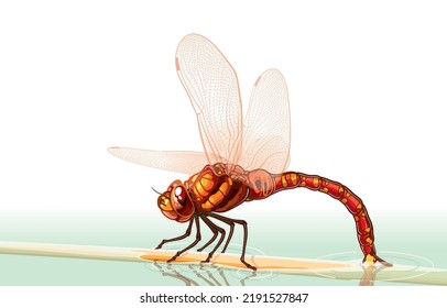 Vector illustration of adult female red dragonflies sit on floating branches to lay their eggs in water.Natural reproduction of tropical insects,Predatory,A pair of large,multifaceted compound eyes.