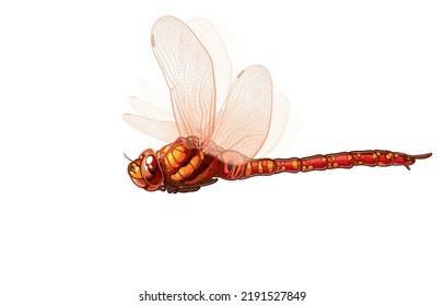 Vector illustration of an adult female red dragonfly hovering in flight or flying fast in the air,on white,bug,tropical nature insect,Predatory insects,A pair of large,multifaceted compound eyes.