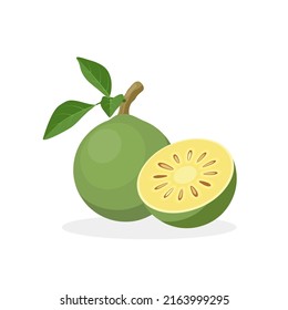 Vector illustration, Aegle marmelos, known as Bael, isolated on white background.