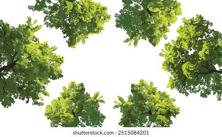vector illustration Aerial forest trees canopy, dense birch tree forest, forest trees Rainforest ecosystem and healthy environment background