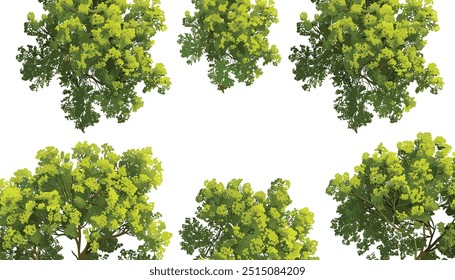vector illustration Aerial forest trees canopy, dense birch tree forest, forest trees Rainforest ecosystem and healthy environment background